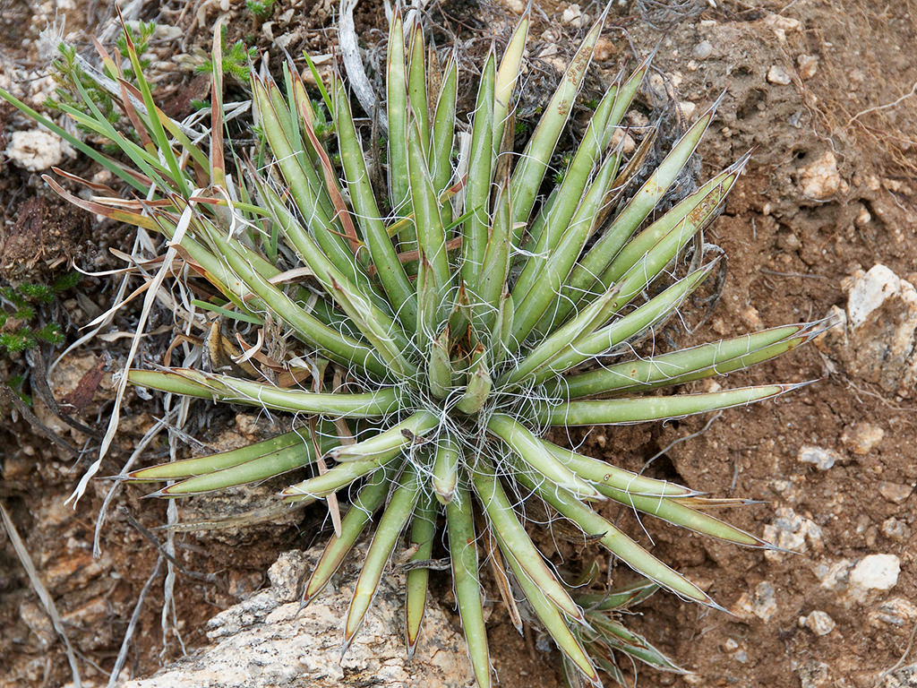 Agave schottii